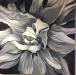 MHunt_Bloom-of-Night-White-Lily